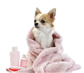 Pet Image