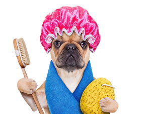 Pet Image